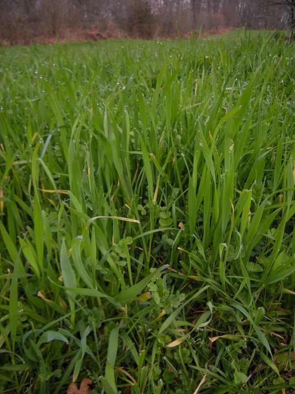 10.19 - seigle & vesce semés en octobre 2013 - p