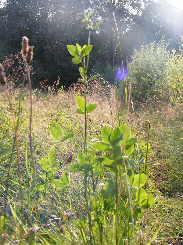 13.6 - la route à gravir Kailash - a pathless land - p