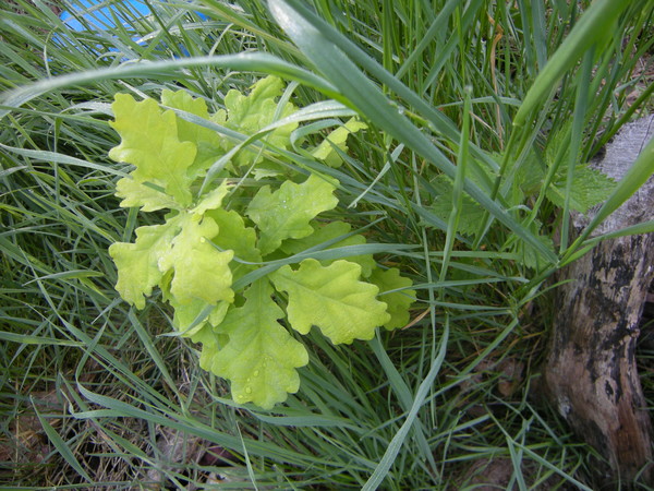 xkPa Spiruline algue bleue inventrice de la vie / p1