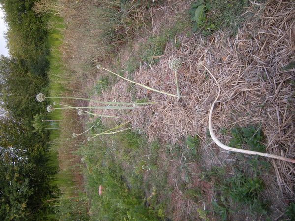 de menus actes empilés réunis / p1c