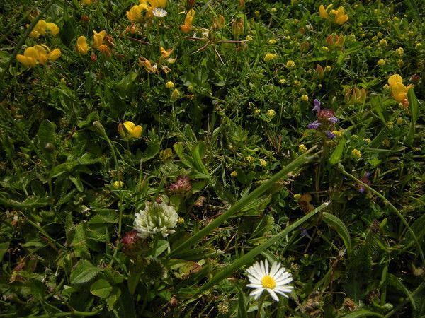 2) 5 rules assoler adventice médecine veilleuse 7p40K