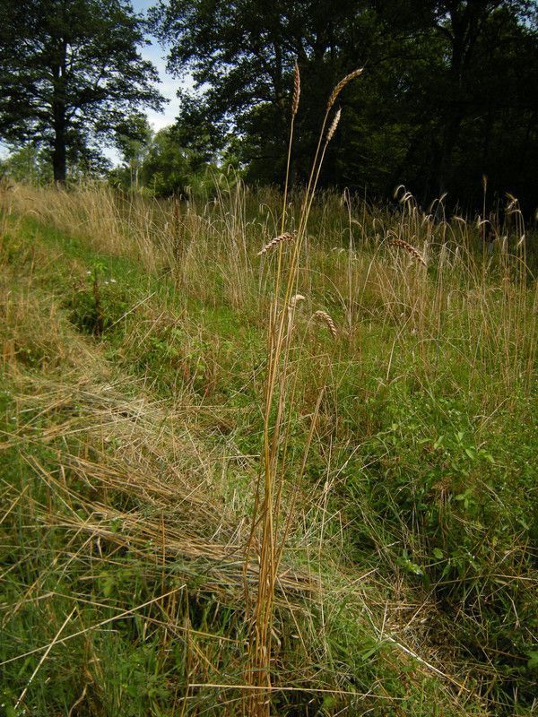 15.10 - Saint-Priest-le-Vernois rouge 2012 - 0 p