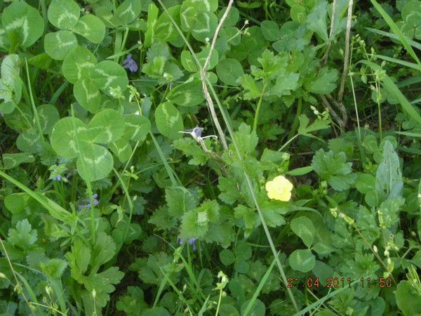 a) 0 EVA trèfles&adventices spontanées avant plantations p0K