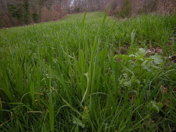 10.18 – la prairie céréale complète en gestation - p