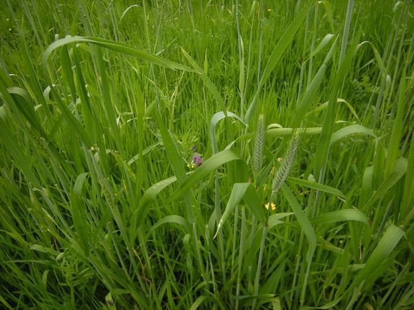 w above thought / la prairie céréale / 4p