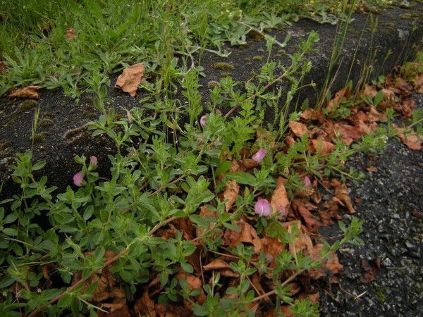 13.5.2 douleur ou plaisir, je ne sais - in between pain - p