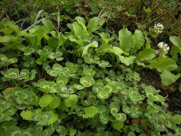 potager semis direct dans EVA p0K