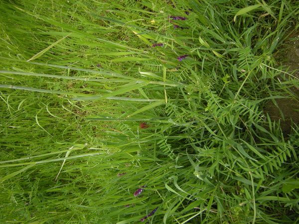 la prairie céréale blé seigle vesce trèfles p0K