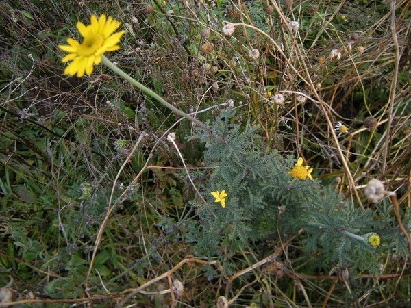 Reggane peuple planteur d'arbres quart-paysage p * C