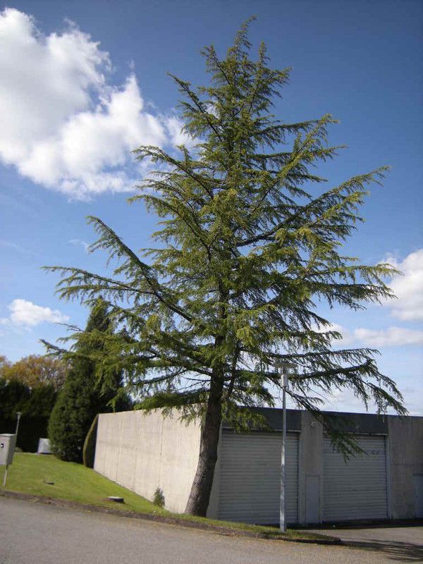 f6.en bio semerl'engrais-vert dèslesolouvert 213.j.arbo p2K