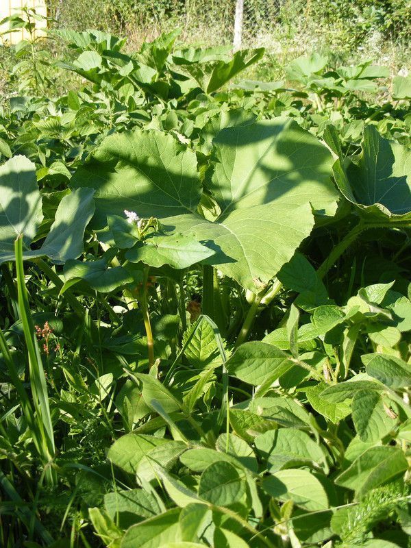 prairie céréale élargie, ARE, EVA Holzer p0K