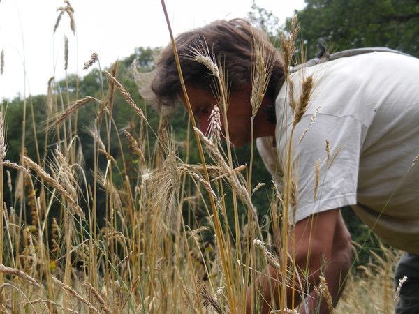 ondes Thèta semis en alvéoles billes girouette pc 4p1K