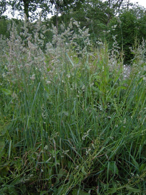 mulch de prairie aux temps des fenaisons p*