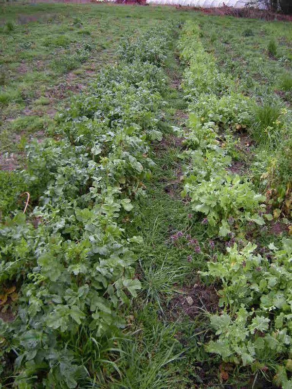 d1. le bio étagé sans labour /2. l'agronomie dominante p1K