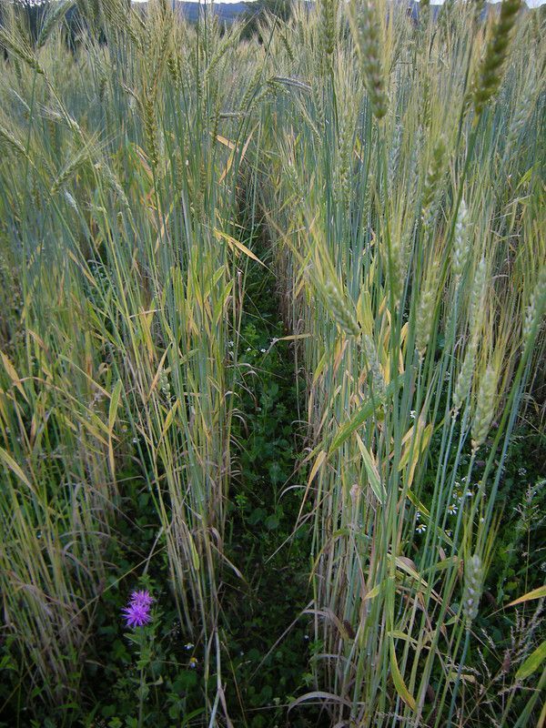 p la prairie céréale, précédent au maraîchage / p0K