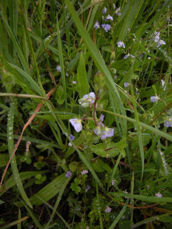 semis direct céréales azote mélilot 1+9p3K