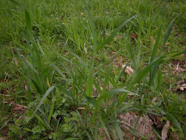 10.17 - semis direct de blé & vesce en octobre 2013 - 0 p