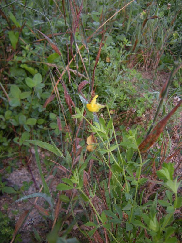 13.7 ralentir sa course, se faire silence - Grow trees! - p