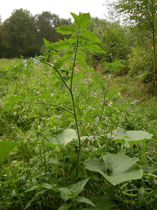 20.9 - tomate & potimarron - tomatoe & squash together - 0 p