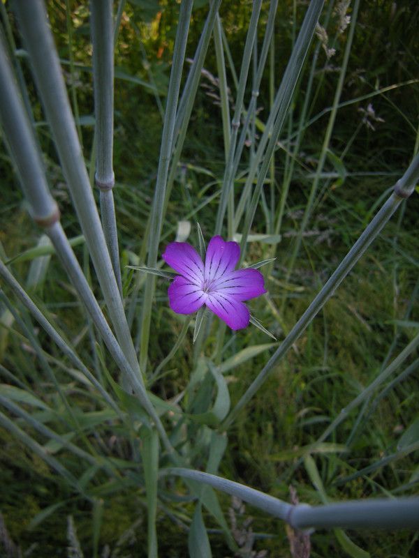 13.5 - une invention sans brevet - fleur de blé - 3 p