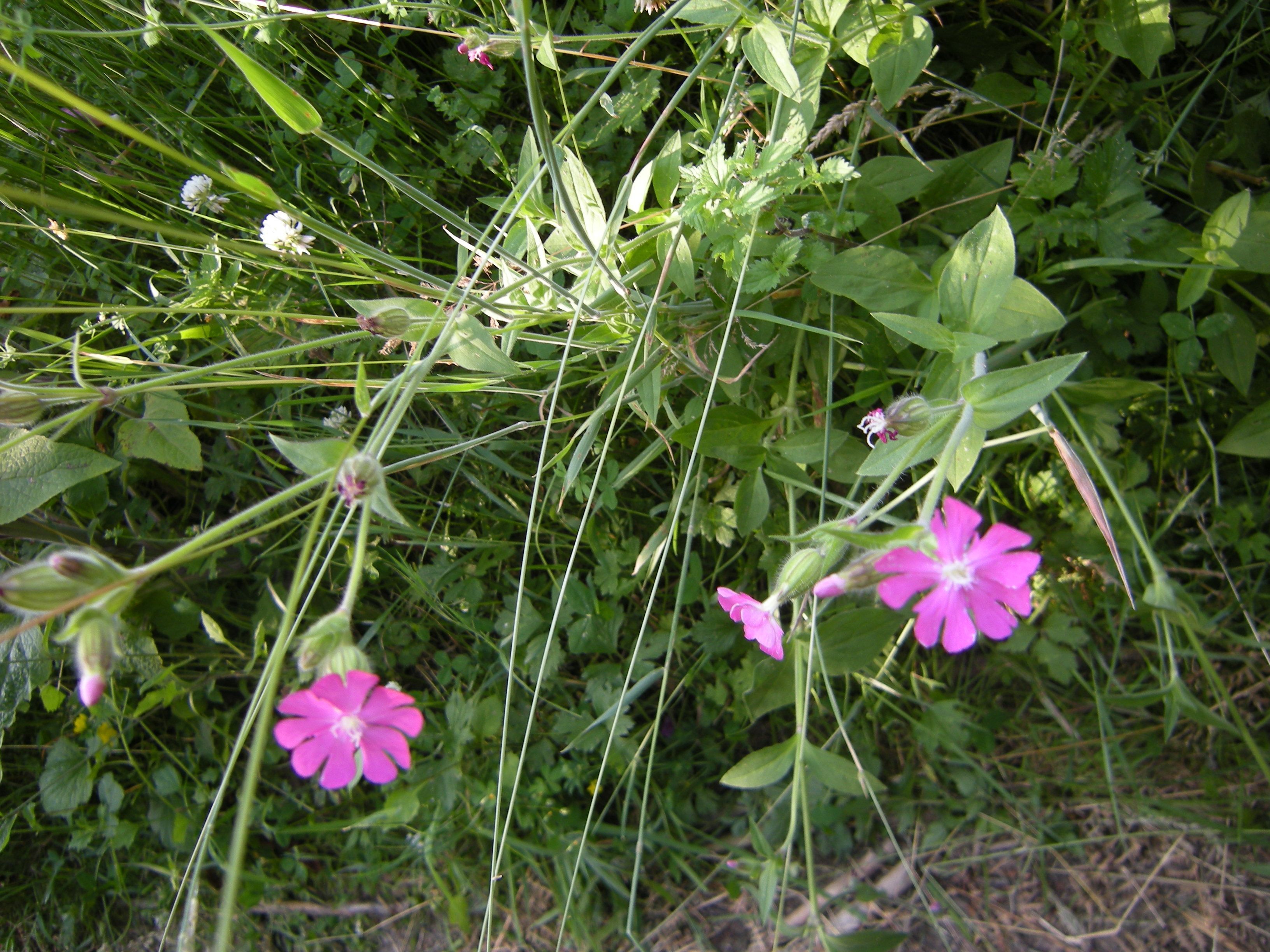 Temps De Jardin 2017